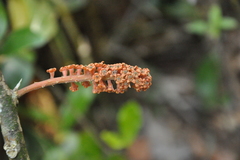 Scleropyrum pentandrum